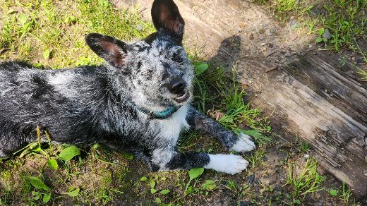 Собака пяти тысяч километров